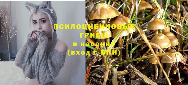 Псилоцибиновые грибы Psilocybe Киржач